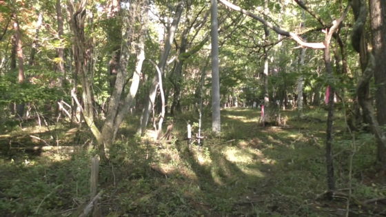 蓼科別荘暮らし 標高1350ｍの493坪の平坦な山林 原村移住用の広い土地 不動産 別荘探しなら八ヶ岳ライフ